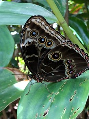 Morpho helenor narcissus