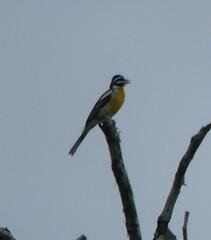 Emberiza flaviventris