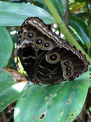 Morpho helenor narcissus