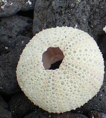 Lytechinus semituberculatus