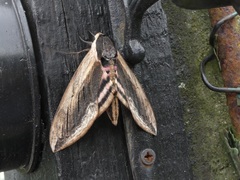 Sphinx ligustri