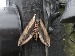 Sphinx ligustri