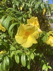 Allamanda