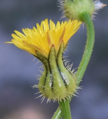 Urospermum picroides