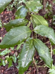 Heteropterys laurifolia