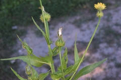 Urospermum picroides