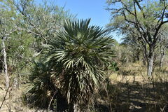 Trithrinax campestris