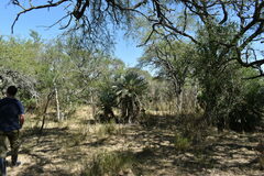 Trithrinax campestris