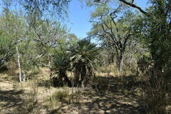 Trithrinax campestris