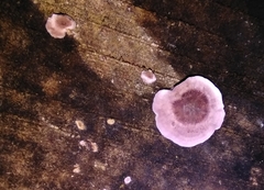 Chondrostereum purpureum