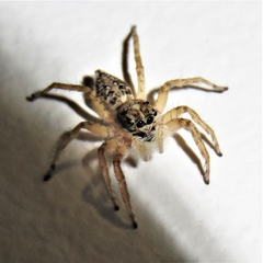 Menemerus semilimbatus