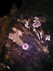 Chondrostereum purpureum