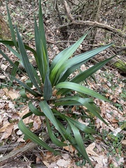 Yucca gloriosa