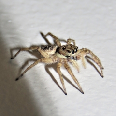 Menemerus semilimbatus