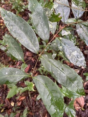 Heteropterys laurifolia