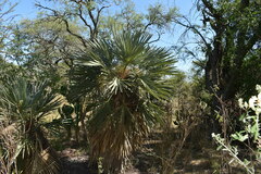 Trithrinax campestris