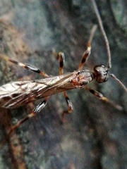 Doryctinae