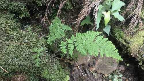 Acystopteris tenuisecta iNat (2)