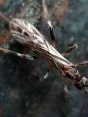 Doryctinae