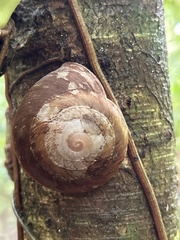 Caracolus caracolla