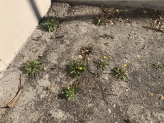 Taraxacum disseminatum