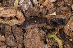 Porcellio scaber