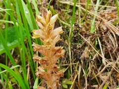 Orobanche laxissima