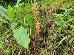 Orobanche laxissima