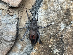 Dictyophorus