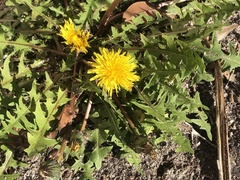 Taraxacum disseminatum