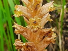 Orobanche laxissima