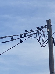 Sturnus vulgaris