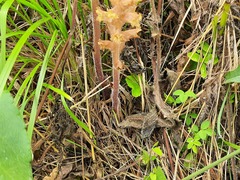 Orobanche laxissima