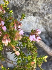 Erica curvirostris