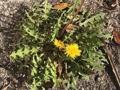 Taraxacum disseminatum