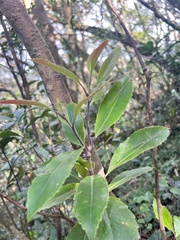 Helicia rengetiensis