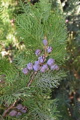 Cupressus lusitanica