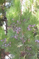 Cupressus lusitanica