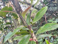Helicia rengetiensis