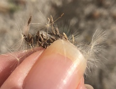 Taraxacum disseminatum