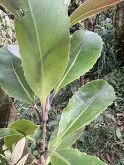 Helicia rengetiensis