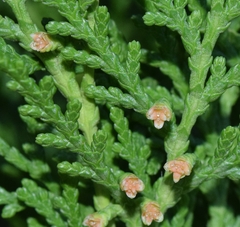 Cupressus lusitanica