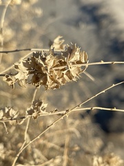 Atriplex canescens laciniata