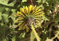 Taraxacum disseminatum