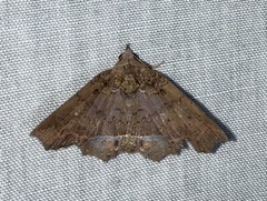 Polygoniodes