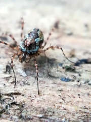 Megabunus diadema