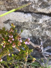 Erica curvirostris