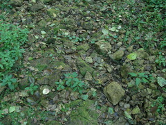 Fissidens exiguus