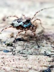 Megabunus diadema