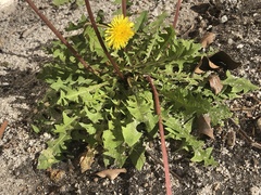 Taraxacum disseminatum